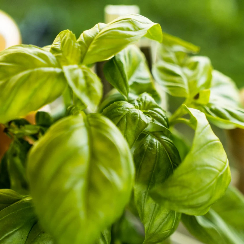 Pral Pizza, pizzeria napolitaine à Tournon-Sur-Rhône